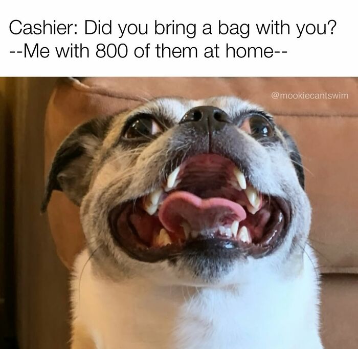 Close-up of a dog with its mouth wide open, creating a hilarious relatable meme.