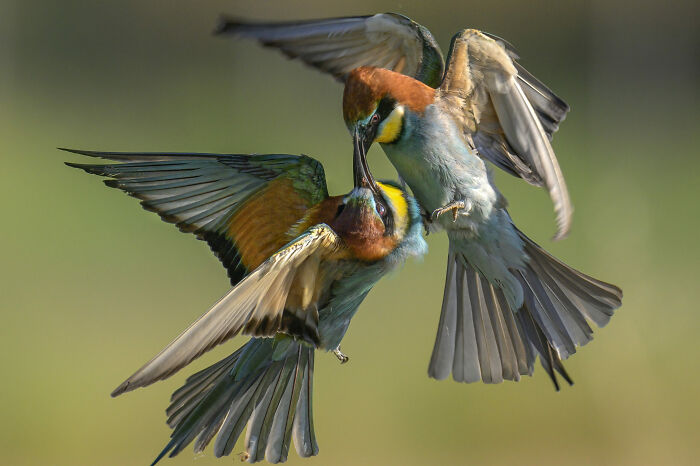Duello Aereo By Luigi De Rosa