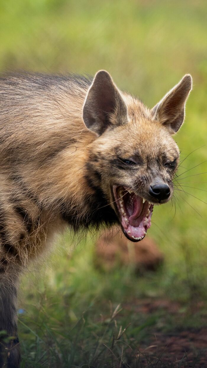 An aggressive striped hyena, symbolizing intense behavior that makes men lose interest