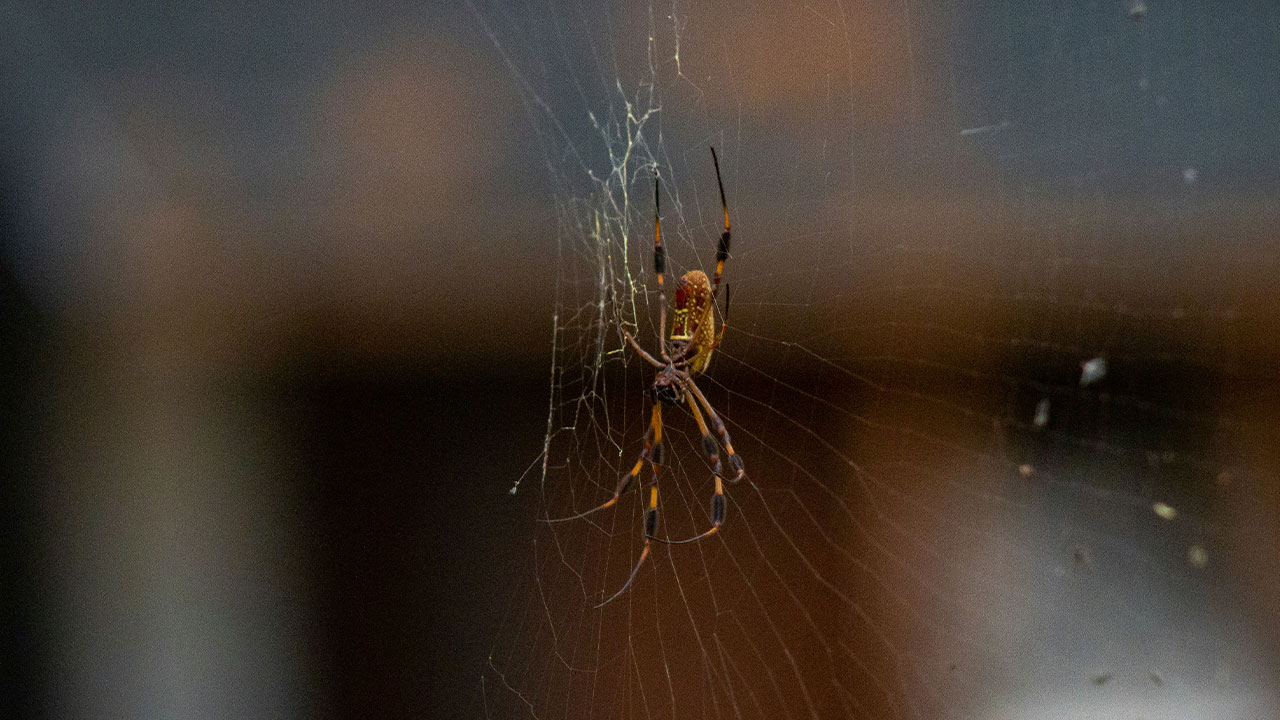 Tennis Ball-Sized Spiders Are About To Invade UK Homes And Here Is How To Keep Them Out