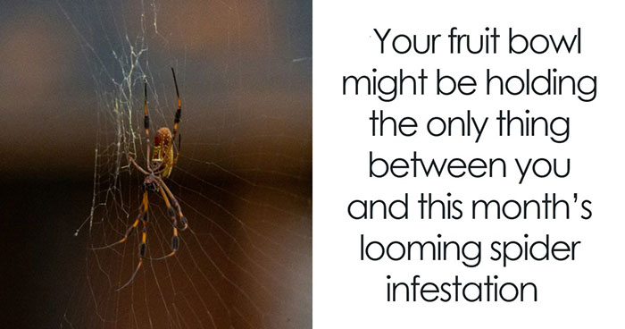 UK Homes Are About To Be Invaded By Spiders And An Ecologist Has Some Surprisingly Useful Advice
