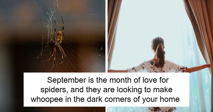 UK Homes Are About To Be Invaded By Spiders And An Ecologist Has Some Surprisingly Useful Advice