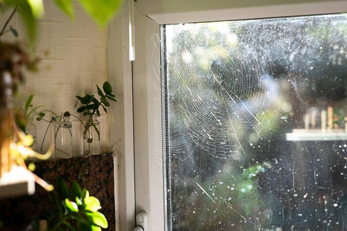 A large spider web on a dirty window, indicating the presence of tennis ball-sized spiders in UK homes. A large spider web on a dirty window, indicating the presence of tennis ball-sized spiders in UK homes.