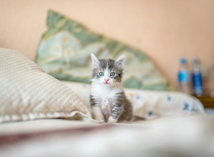 A small kitten sitting on a bed, representing pets often fought over during a split