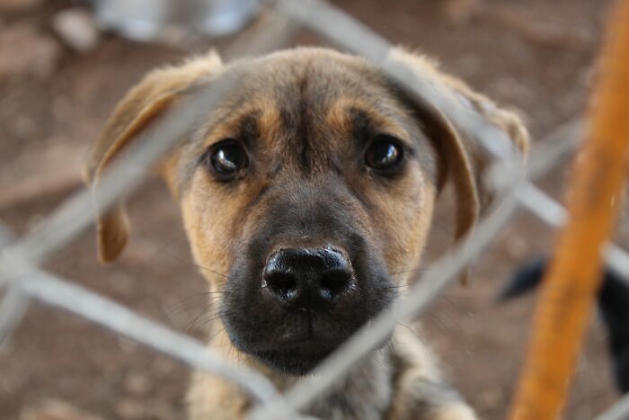 An adorable puppy looks through a fence, symbolizing the custody of pets in a divorce split