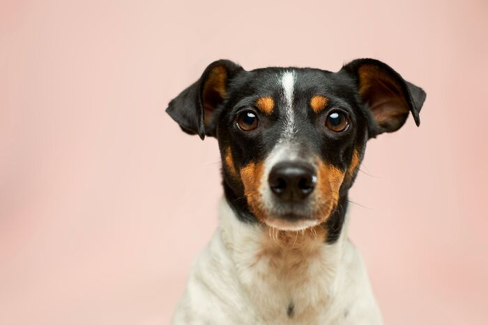 A small dog looking directly at the camera, a pet often involved in disputes handled by divorce lawyers