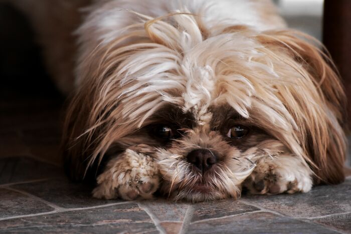 A sad shih tzu puppy looking downcast, representing emotional distress in a family during a divorce split