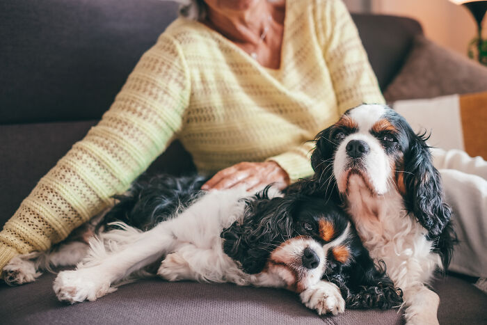 Two cute Cavalier King Charles Spaniels sitting with their owner during a split
