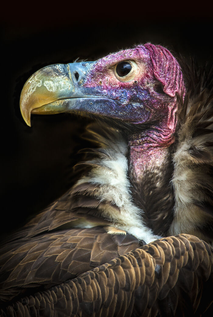Close-up wildlife photo of a colorful vulture with striking pink and purple skin by Björn Persson.