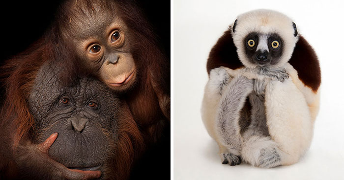 31 Of The Best Animal Photos From Joel Sartore’s National Geographic Photo Ark