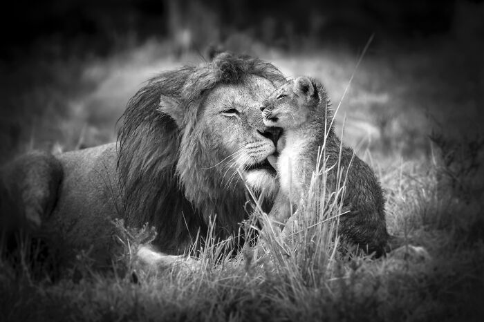 Heartwarming wildlife photo of a male lion and a cub nuzzling in black and white by Björn Persson.