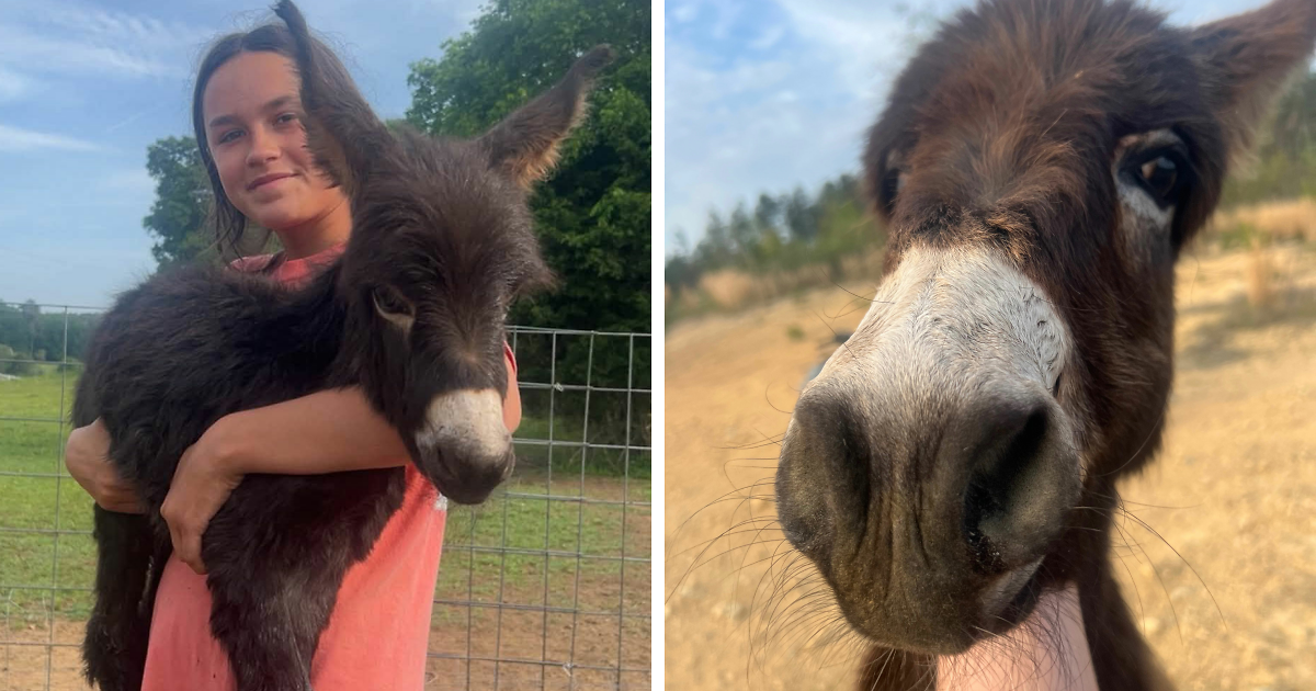 Officer Facing Backlash After Entering Family’s Pasture Without Permission And Firing On Their Baby Pet Donkey