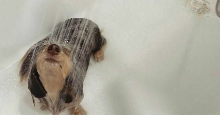 80 Times Owners ‘Betrayed’ Their Beloved Dogs By Bathing Them And Took These Photos