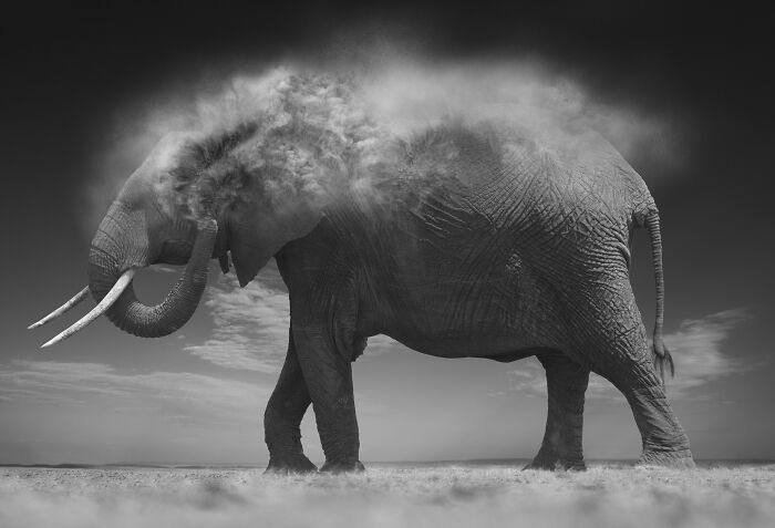 Dramatic black and white wildlife photo of an elephant kicking up dust by Björn Persson.