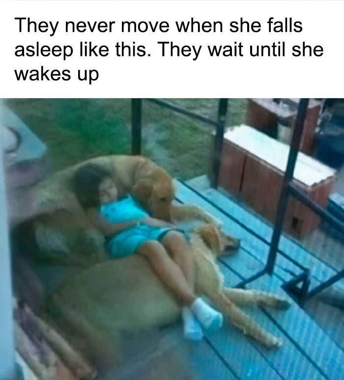 A girl sleeping soundly on two golden retriever animal memes, exemplifying funny and adorable animal comfort.