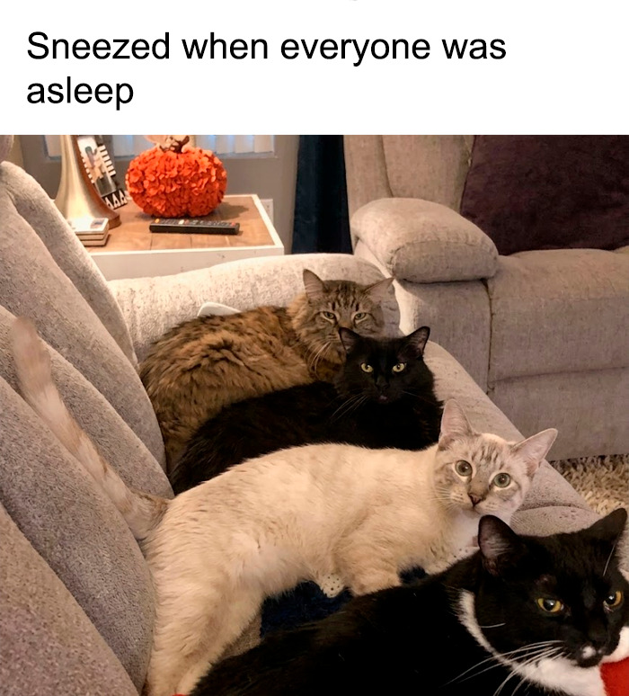 Funny animal meme showing multiple cats on a couch, all staring intently at something off-screen after someone sneezed.