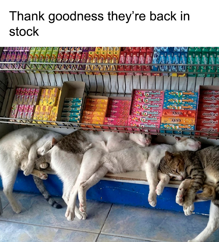 A funny animal meme depicting several cats sleeping soundly on a shelf below rows of colorful candy, with the text 'Thank goodness they're back in stock.'