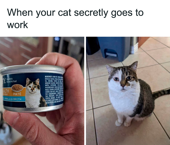 A person holds up a can of cat food next to a domestic cat sitting on a tiled floor for funny animal memes.