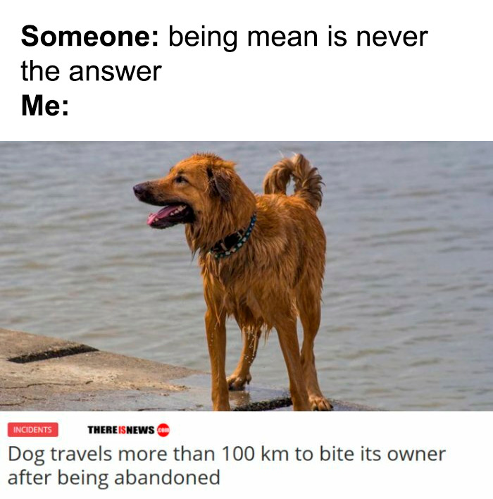 A wet dog standing by water, with a headline about it traveling to bite its owner, a funny animal meme.