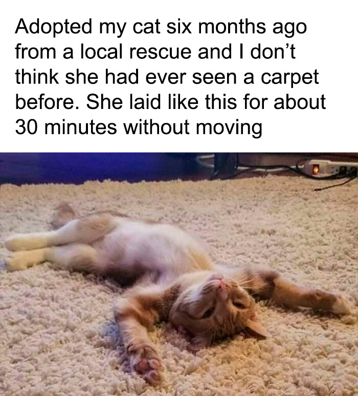 Funny animal meme of a cat lying on its back with arms stretched out on a carpet, relaxing.