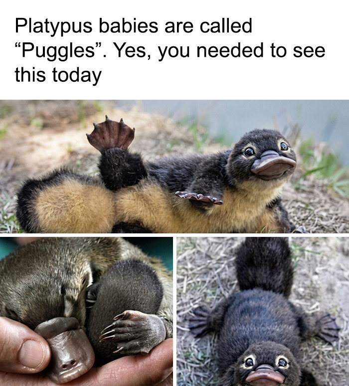 Adorable animal memes of platypus babies (puggles) in various cute poses that will turn your day around.