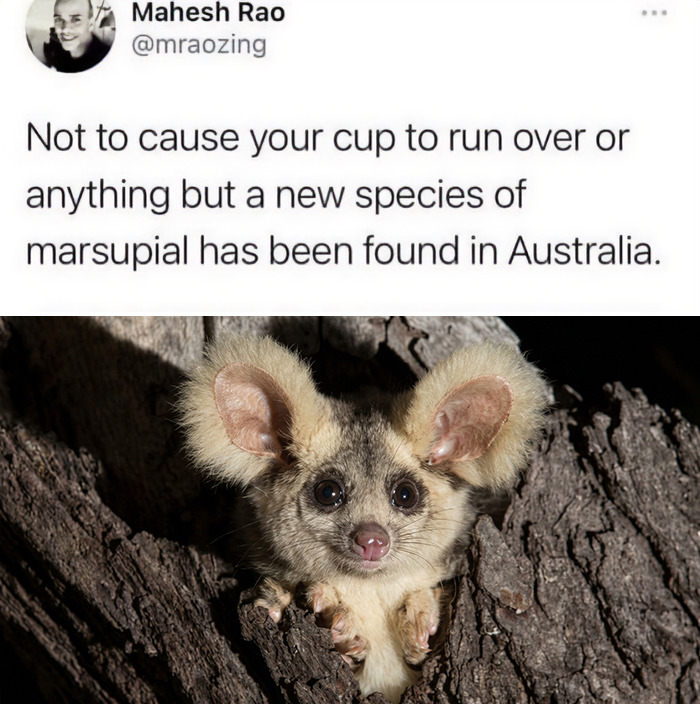 A cute new marsupial peeking from a tree trunk, an adorable animal meme from Australia.