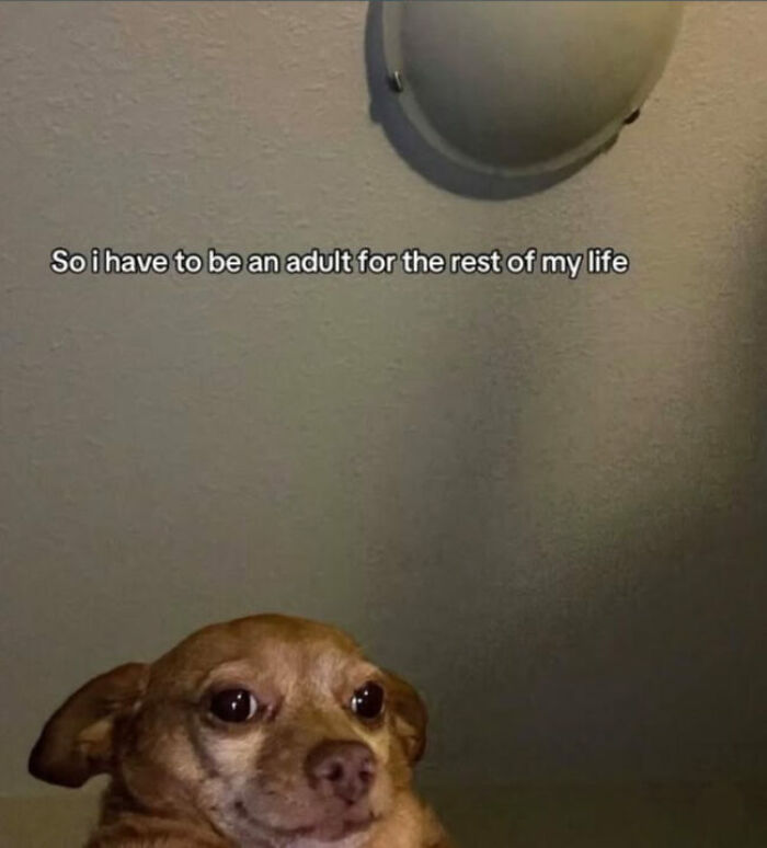 Relatable meme of a surprised chihuahua, conveying the feeling of adults who still dont know what theyre doing in life.