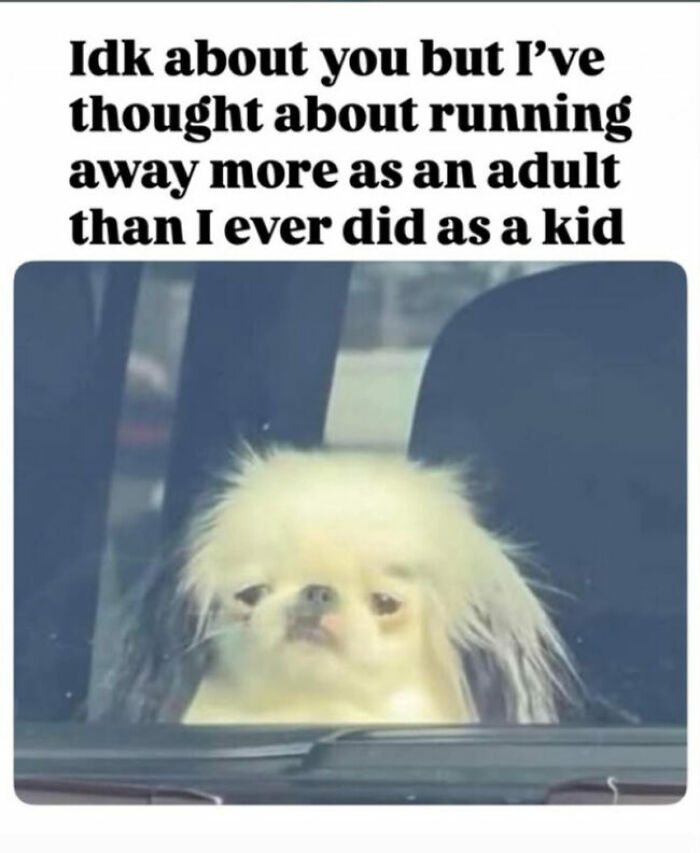A hilariously relatable meme for adults with a fluffy white dog looking sad in a car, expressing adult struggles.