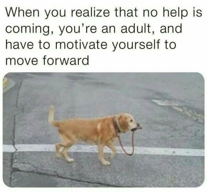 Hilariously relatable memes for adults: a golden retriever holds its leash in its mouth, walking alone, like an adult.