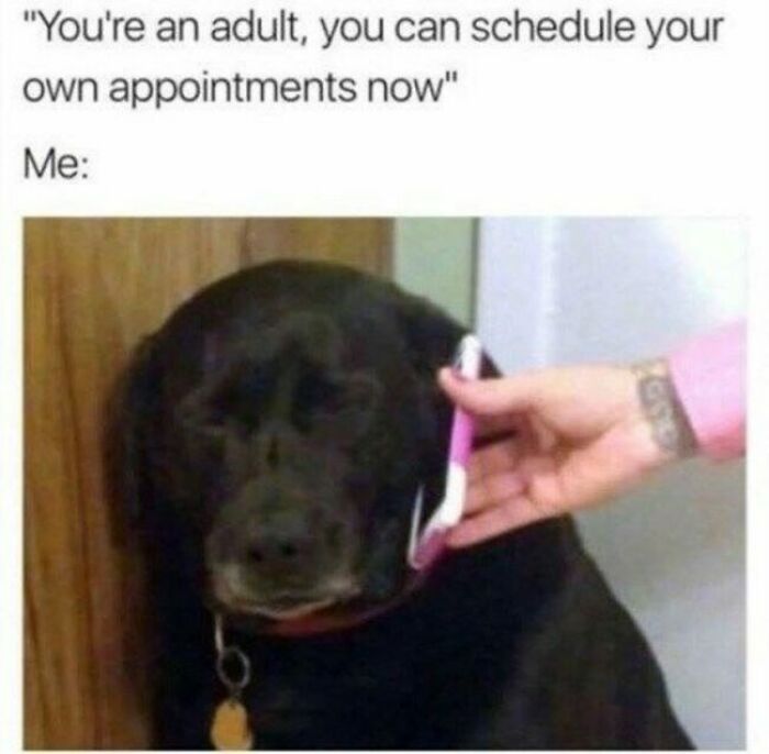 A hilariously relatable meme for adults with a sad black dog on the phone, illustrating adulting and scheduling appointments.
