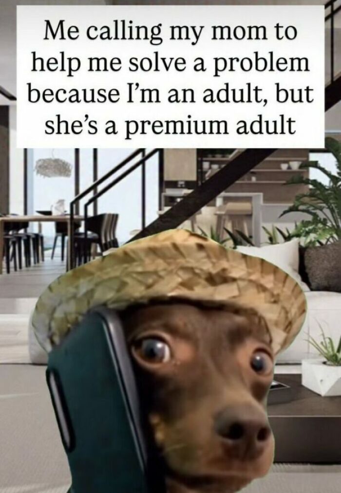 Hilariously relatable meme of a dog in a straw hat on the phone, a perfect meme for adults who dont know what theyre doing.