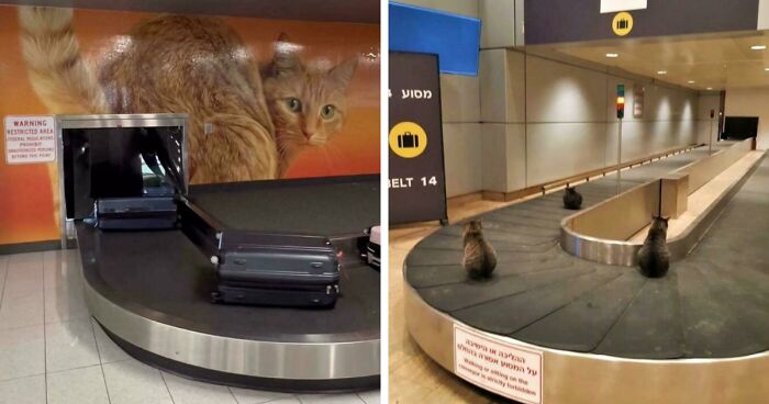 56 Hilarious And Weird Things Spotted At Airports That Nobody Could Have Prepared For