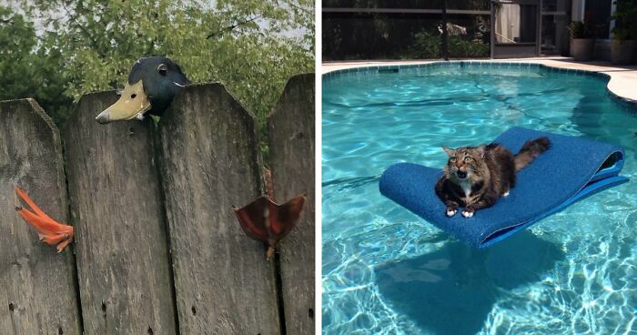 92 Funny Photos Of Animals Stuck In The Most Random Places Waiting Helplessly For Assistance