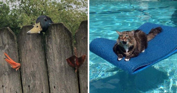 92 Funny Photos Of Animals Stuck In The Most Random Places Waiting Helplessly For Assistance
