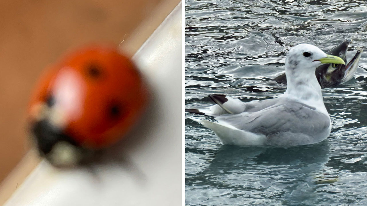 95 Wildlife Photos So Bad They Somehow Circle Back To Being Brilliant