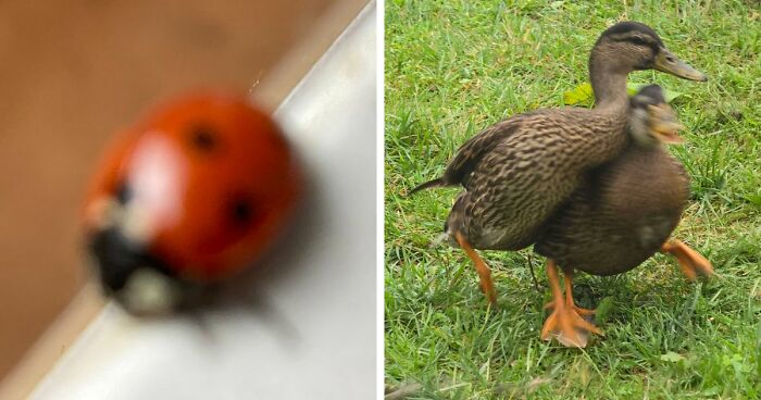 95 Wildlife Photos That Accidentally Captured Comedy Instead Of Nature