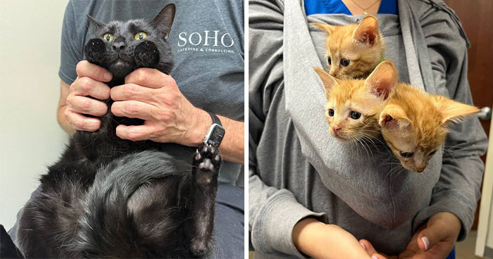 This Vet Clinic Shared 45 Photos Of Cats Having The Funniest Reactions During Appointments