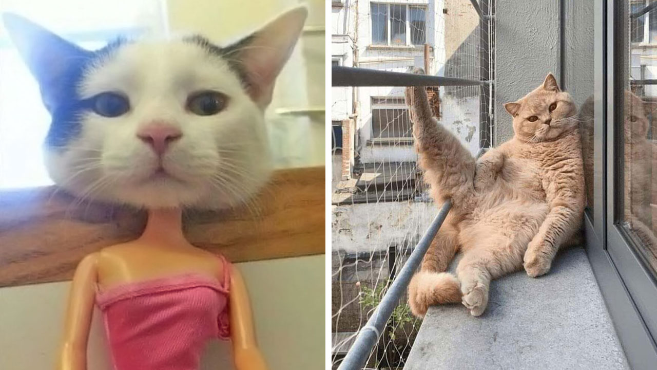 This Page Shared 51 Photos Of Cats In Ridiculous Positions And Places