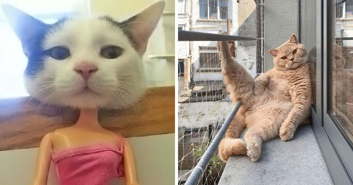 This Page Shared 51 Photos Of Cats In Ridiculous Positions And Places