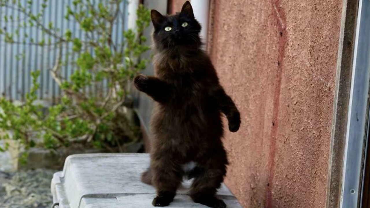92 Hilarious Times People Interrupted Cats’ Important Meetings (New Pics)