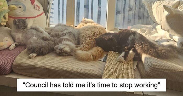 92 Hilarious Times People Interrupted Cats’ Important Meetings (New Pics)