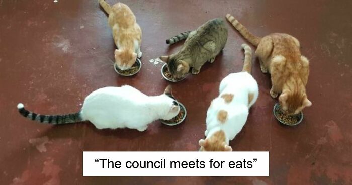92 Hilarious Times People Interrupted Cats’ Important Meetings (New Pics)