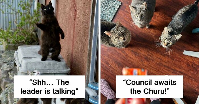 92 Hilarious Times People Interrupted Cats’ Important Meetings (New Pics)
