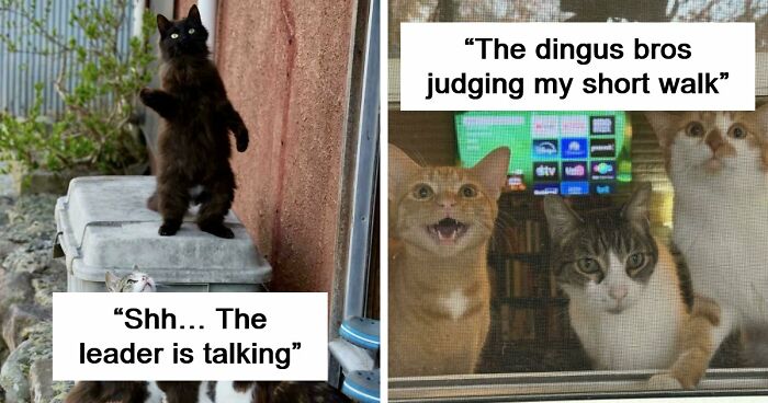 92 Hilarious Times People Interrupted Cats’ Important Meetings (New Pics)
