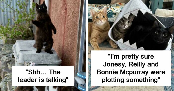 92 Hilarious Times People Interrupted Cats’ Important Meetings (New Pics)