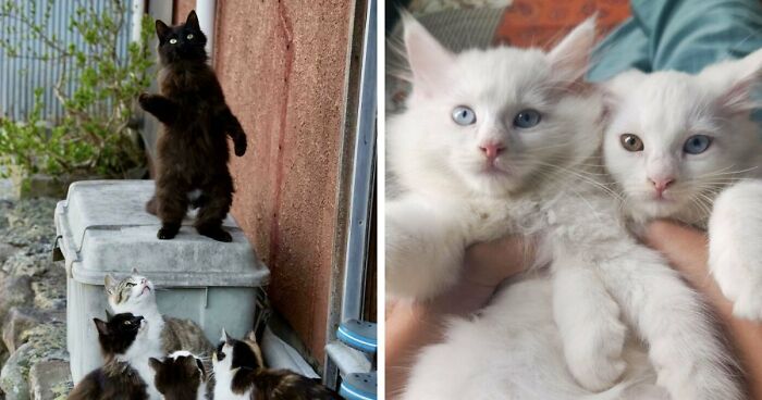 92 Hilarious Times People Interrupted Cats’ Important Meetings (New Pics)