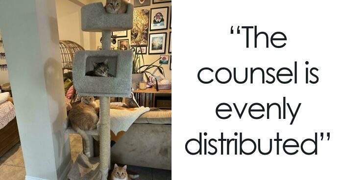 92 Hilarious Times People Interrupted Cats’ Important Meetings (New Pics)