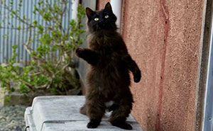 92 Hilarious Times People Interrupted Cats’ Important Meetings (New Pics)