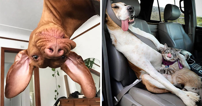 61 Derpy Dog Photos Shared By This Page That Prove Even The Cutest Pups Have Bad Angles