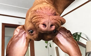 This Page Shared 61 Hilarious Photos That Feel Like A Dog’s Version Of Embarrassing Family Pics